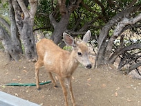 Locals
