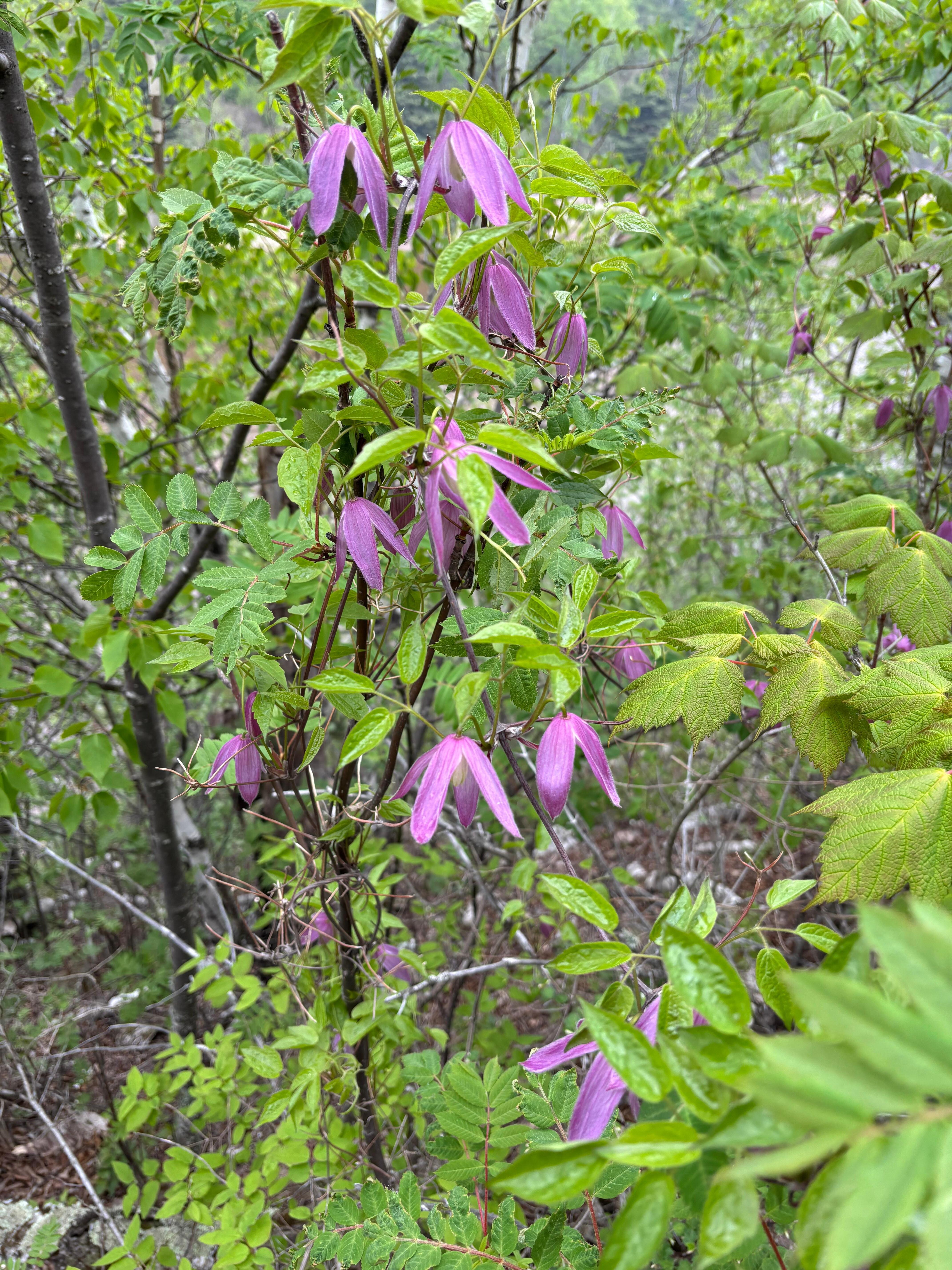 Gooseberry trail, gorgeous