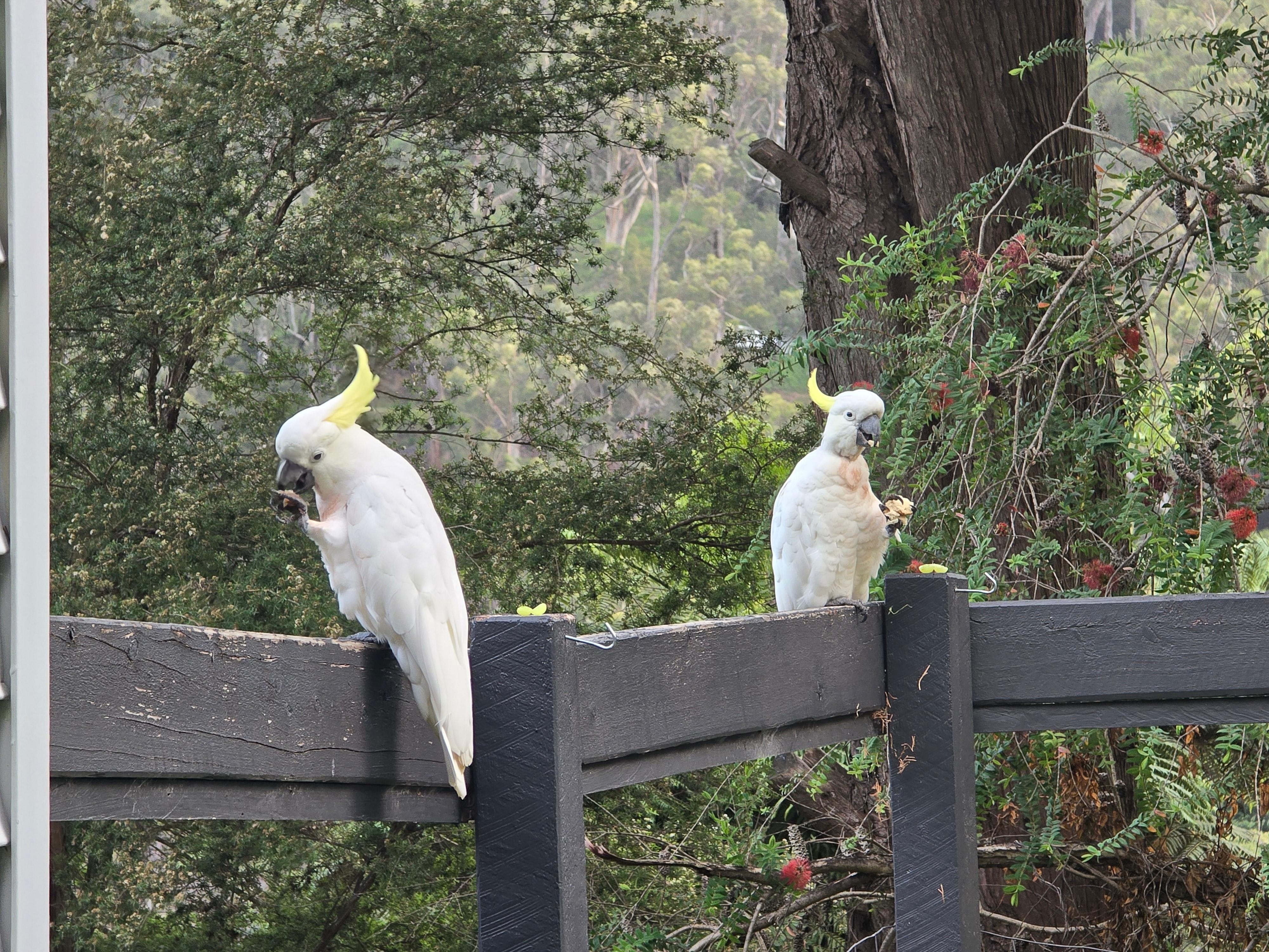 Cockatoos on the back verandah 