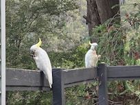 Cockatoos on the back verandah