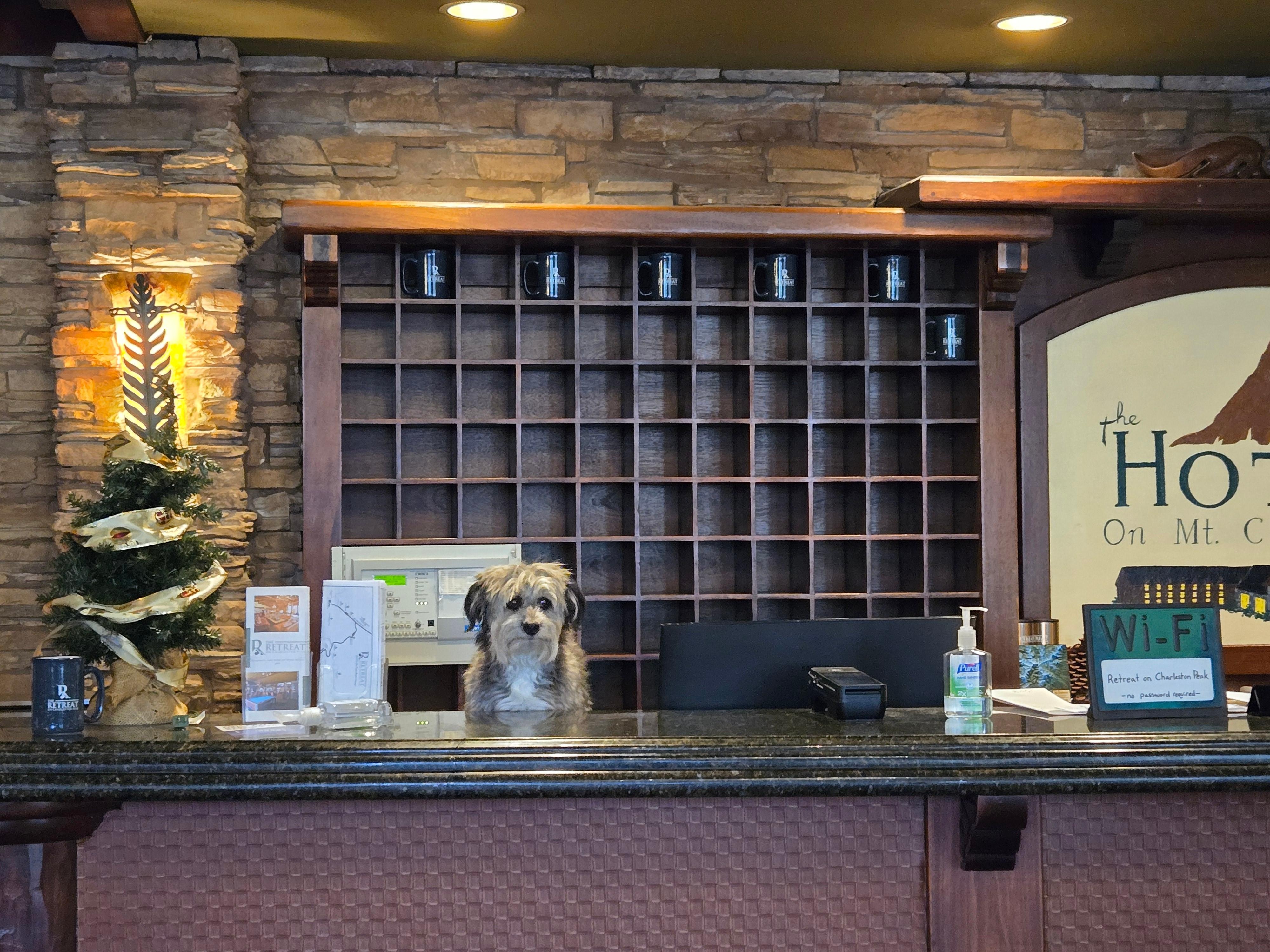 Pet friendly! This little guy thought it was his duty to greet all guests. 