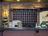 Pet friendly! This little guy thought it was his duty to greet all guests.