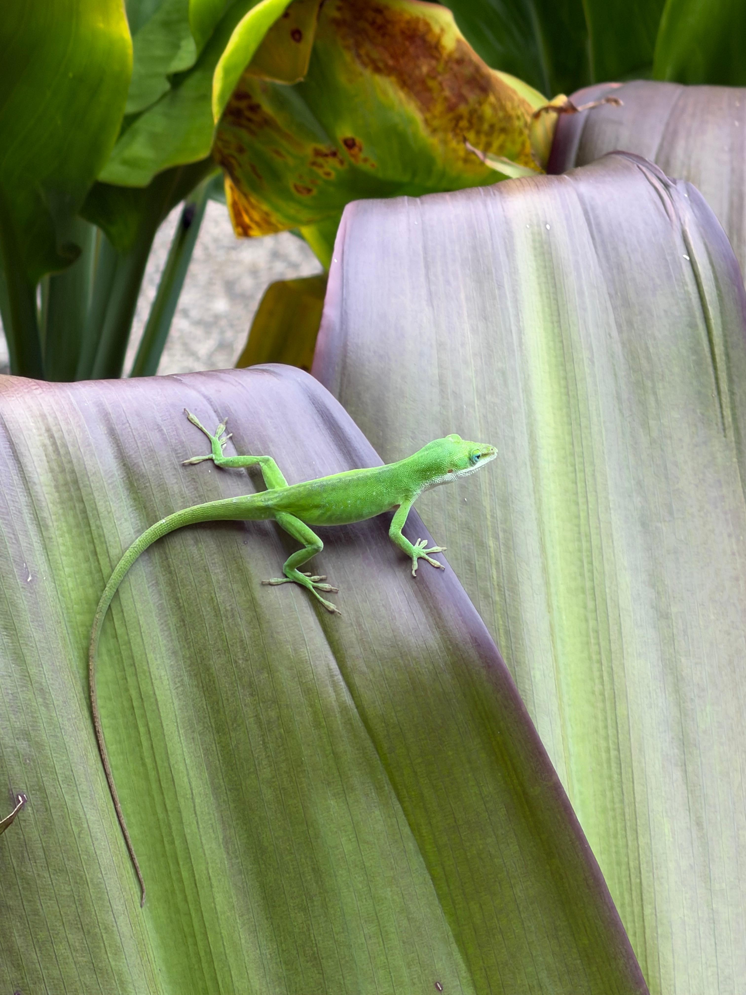 My son wanted to go to Hawaii for the creatures and this property was perfect to see cute lizards!