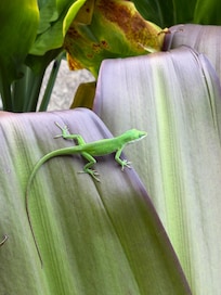 My son wanted to go to Hawaii for the creatures and this property was perfect to see cute lizards!