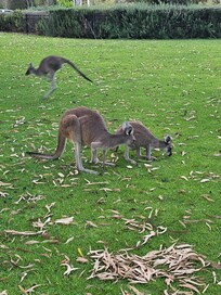 These guys are the star attraction