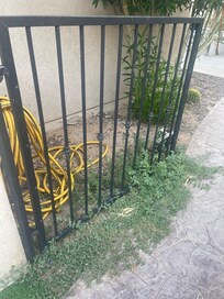 Unmanicured lawn
