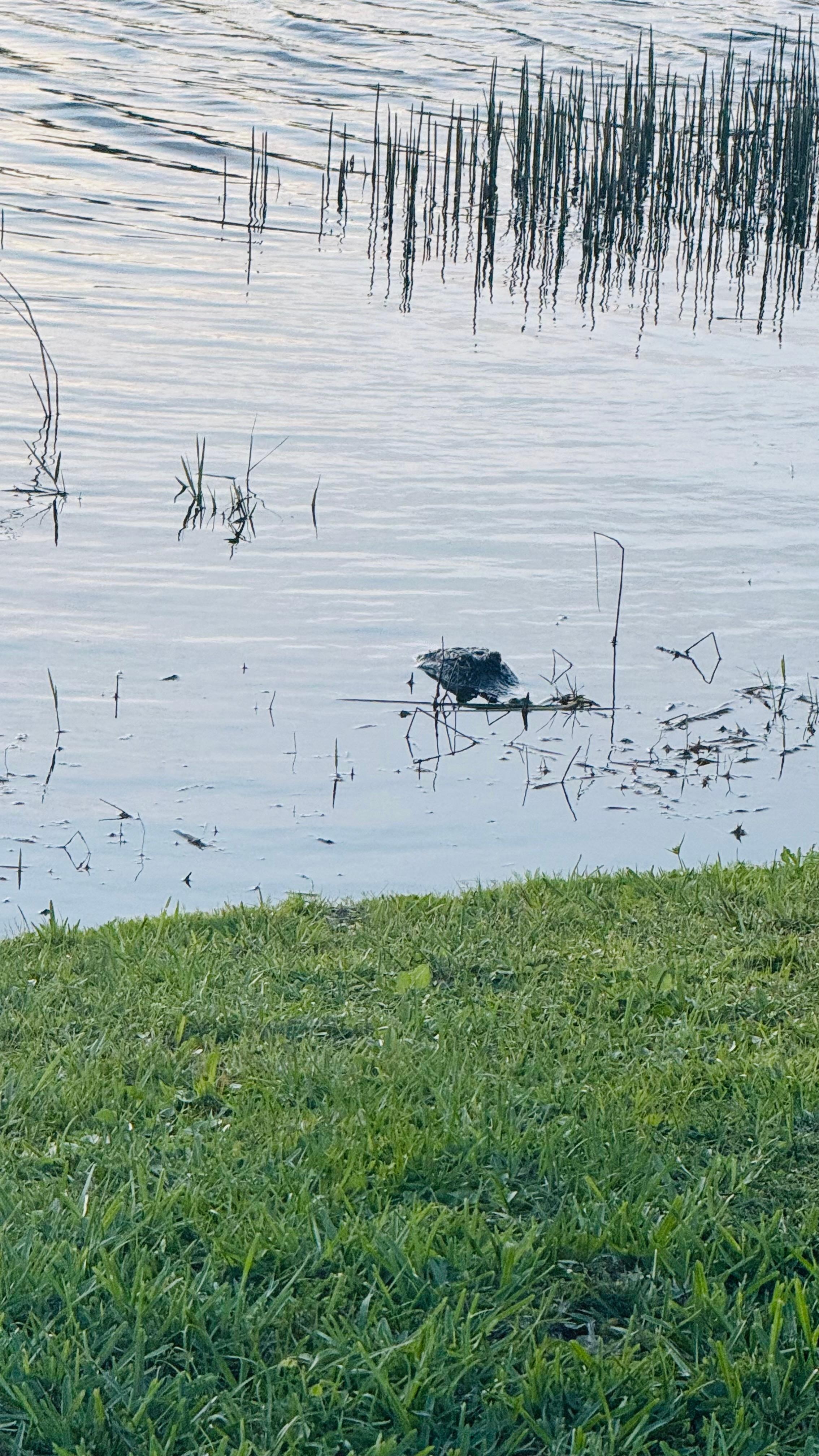 Fun seeing an alligator 