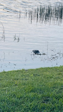 Fun seeing an alligator