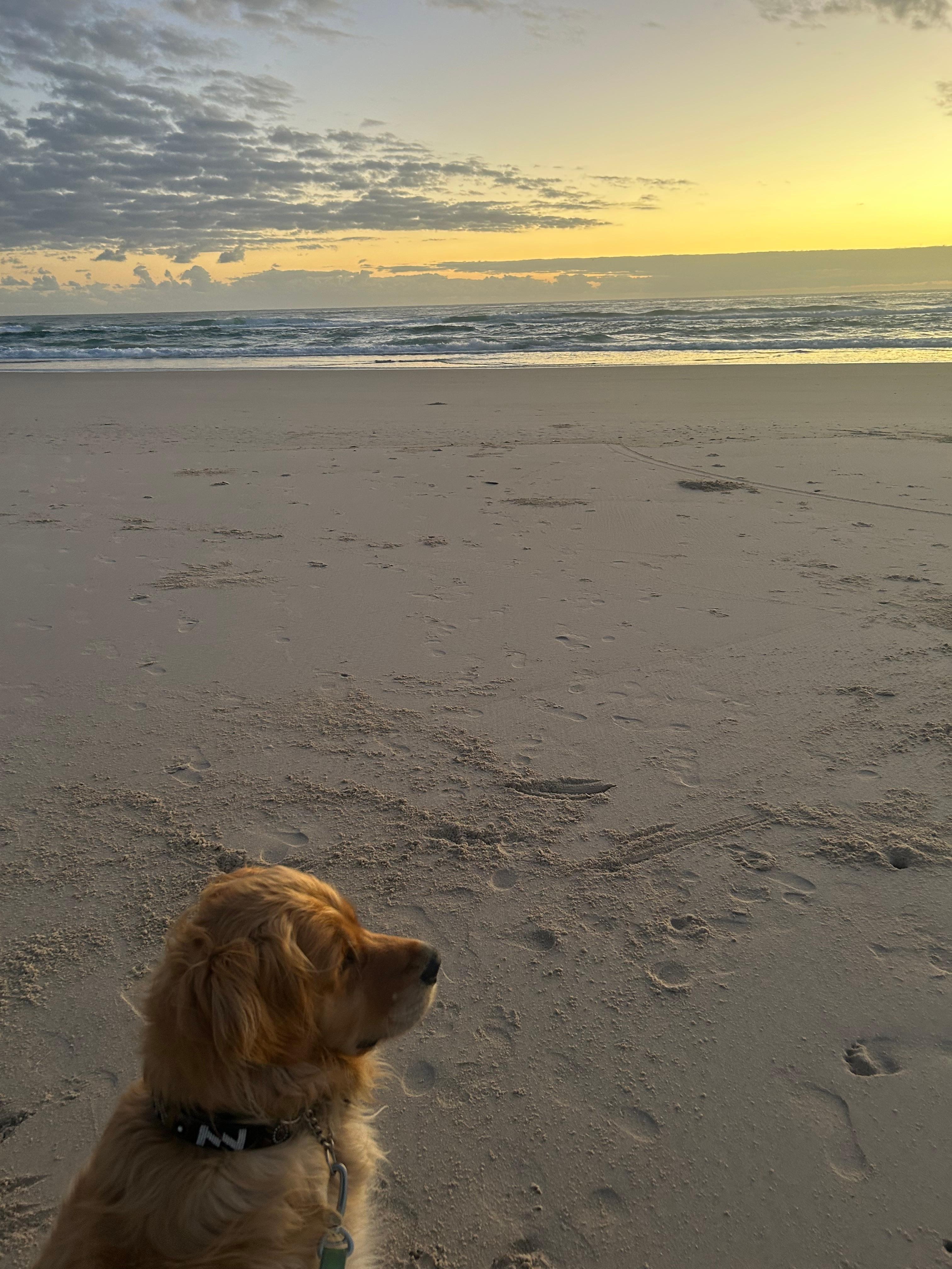 The studio is very close to the beach where our dog lived his best life. 