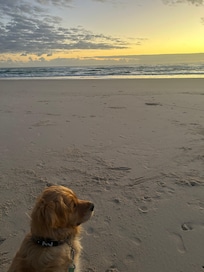 The studio is very close to the beach where our dog lived his best life.