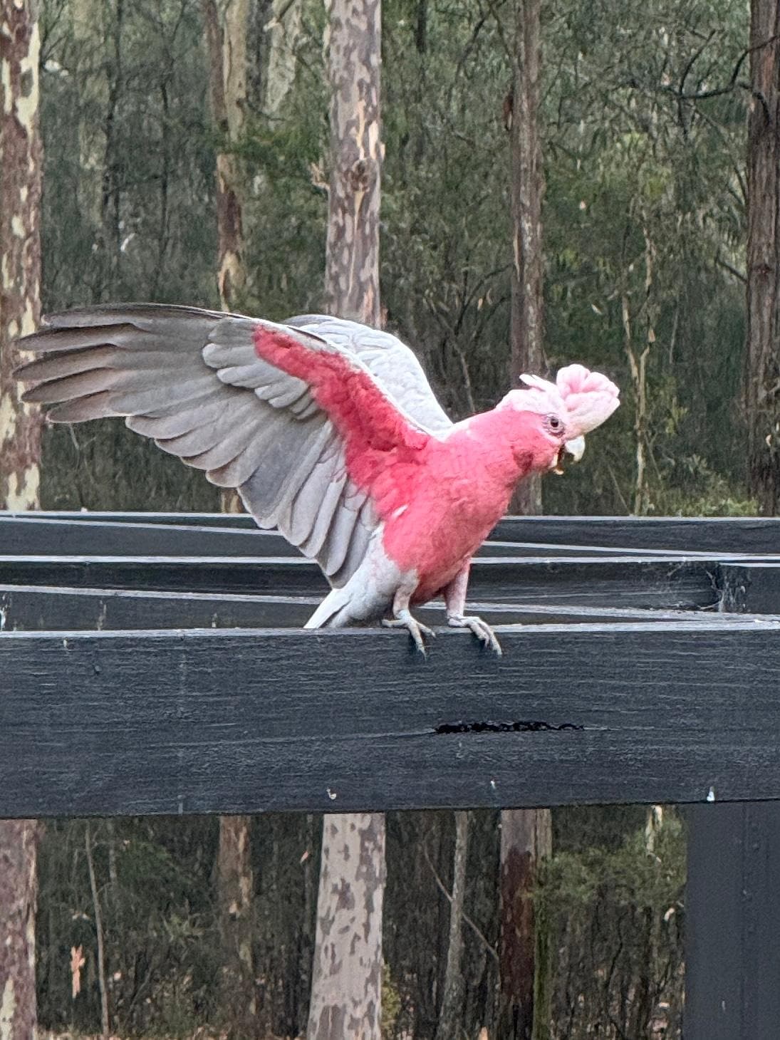 Daily visit by the birds, checking out the birdbath. 
Great view from the kitchen window the kitchen window..!