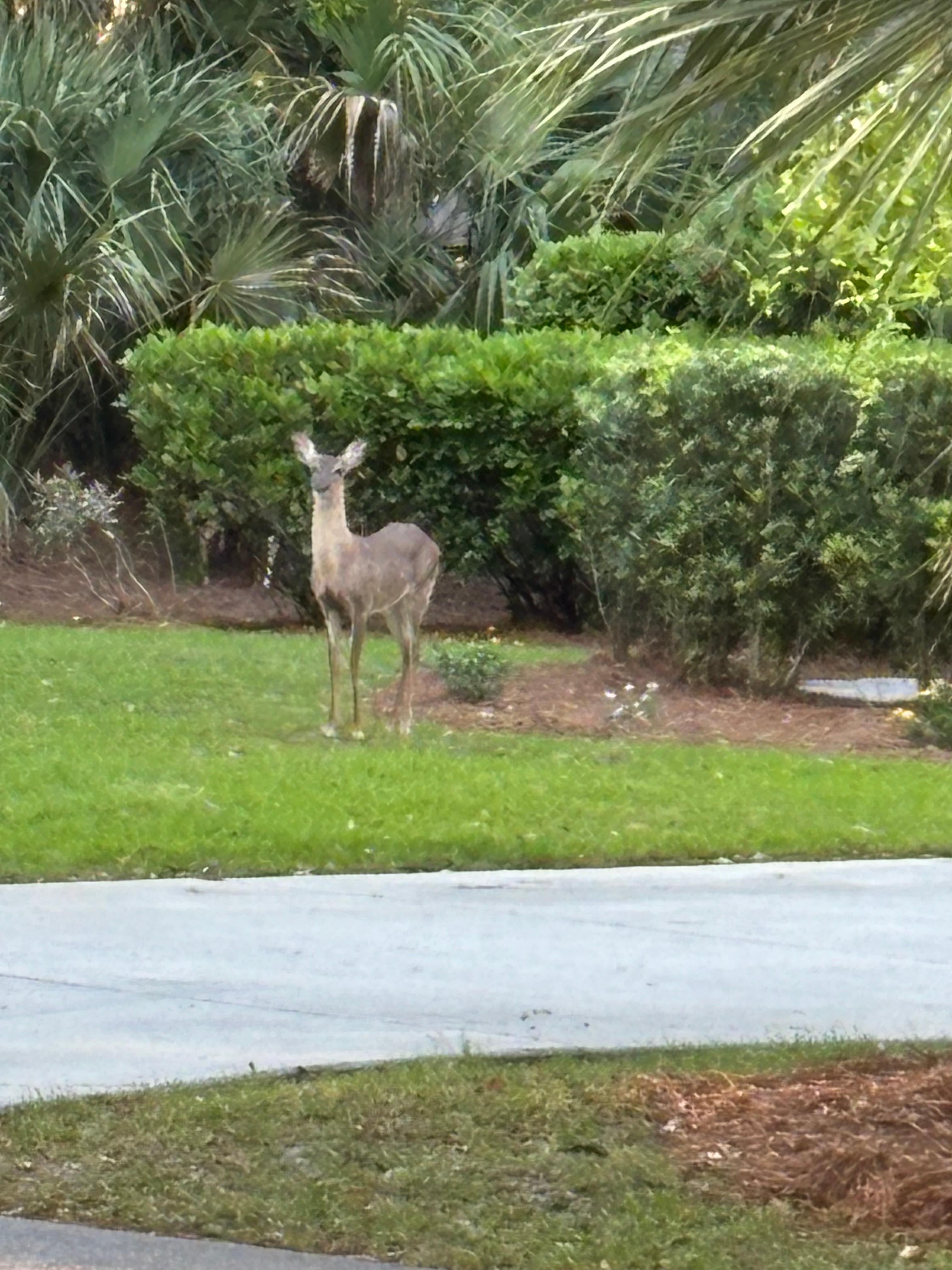 One of the locals!