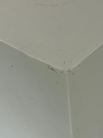 Main living room gnats/bugs