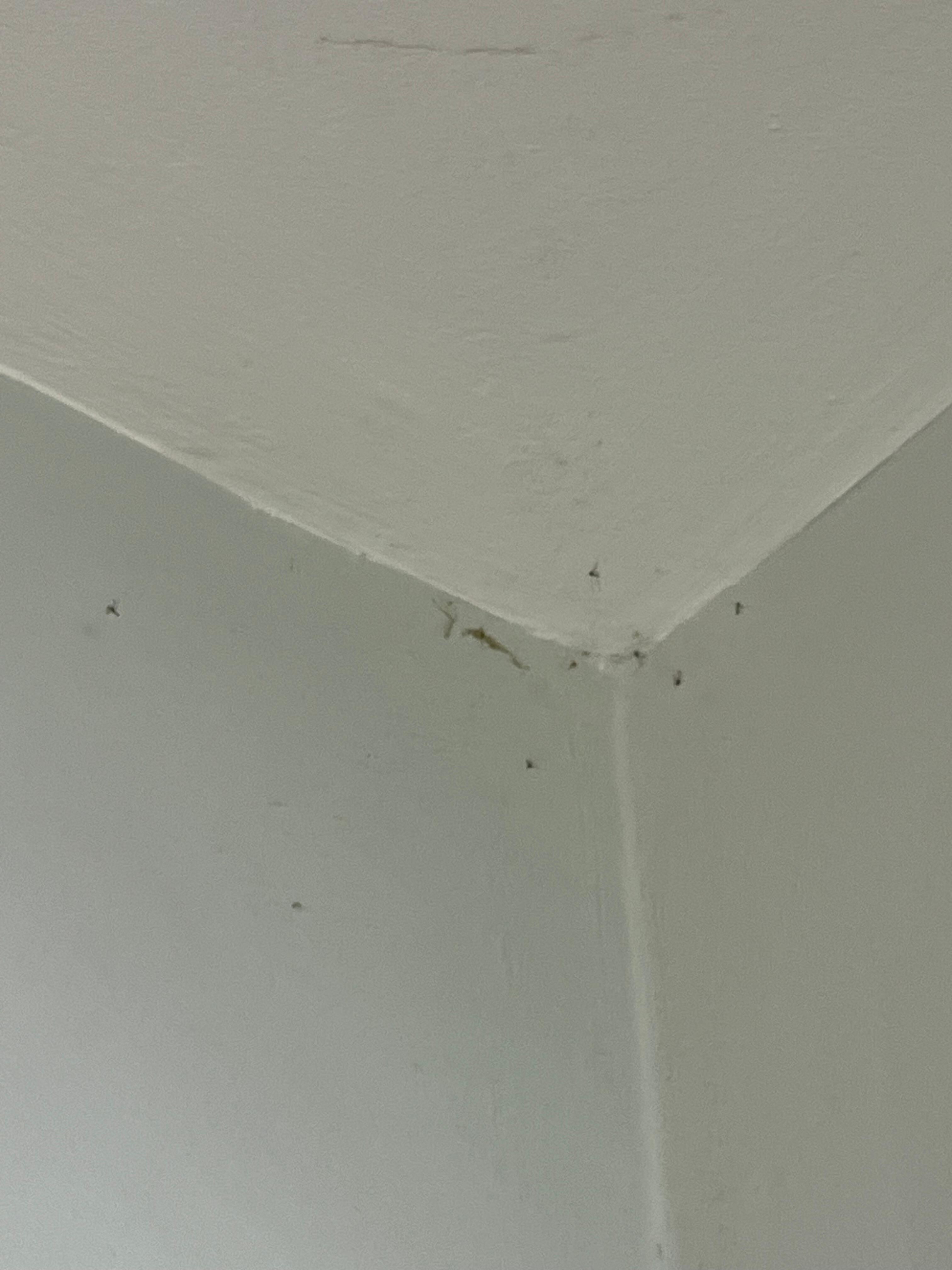 Main living room gnats/bugs