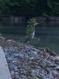 Herring watching for fish near the edge of the lake