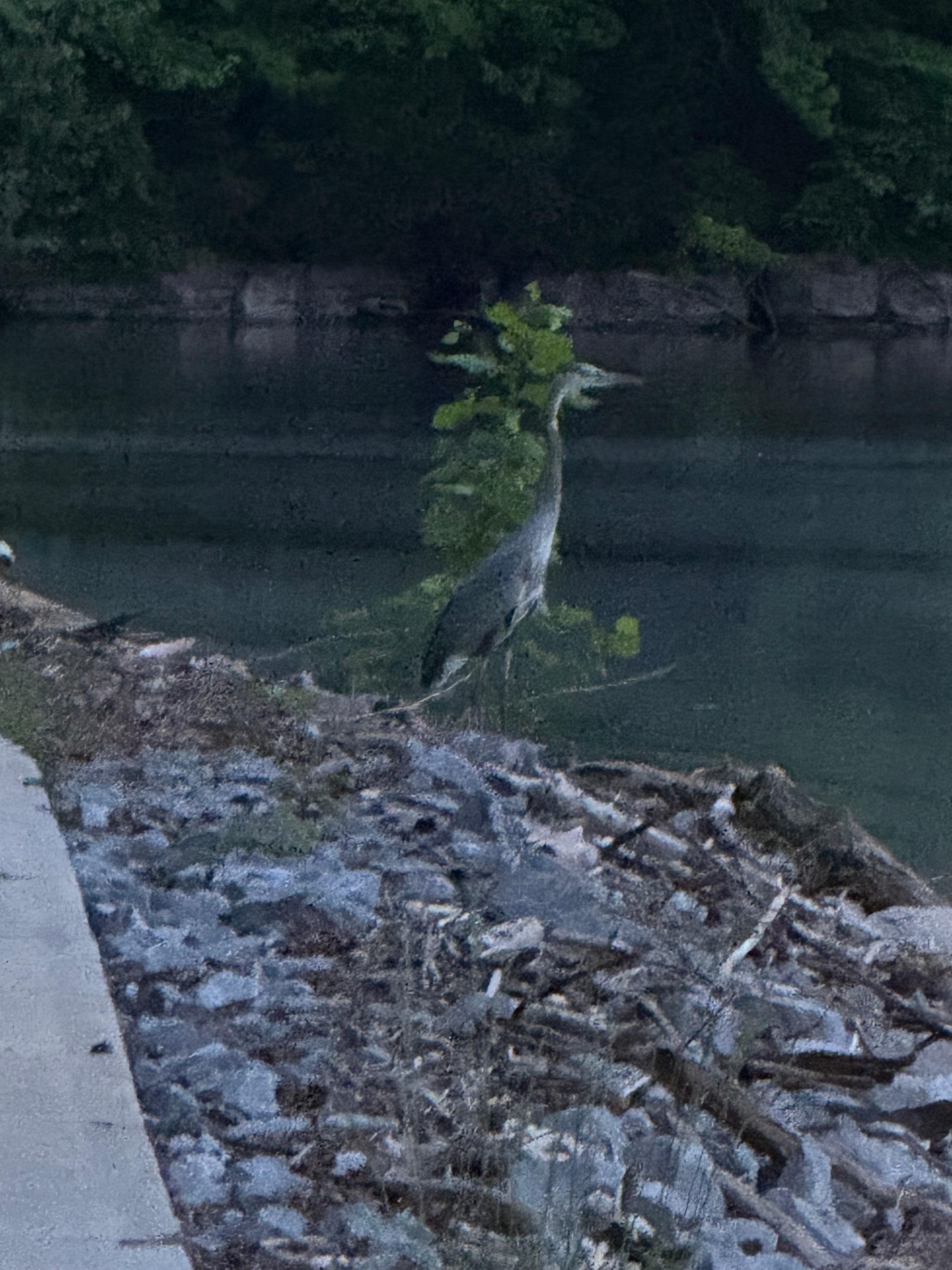 Herring watching for fish near the edge of the lake