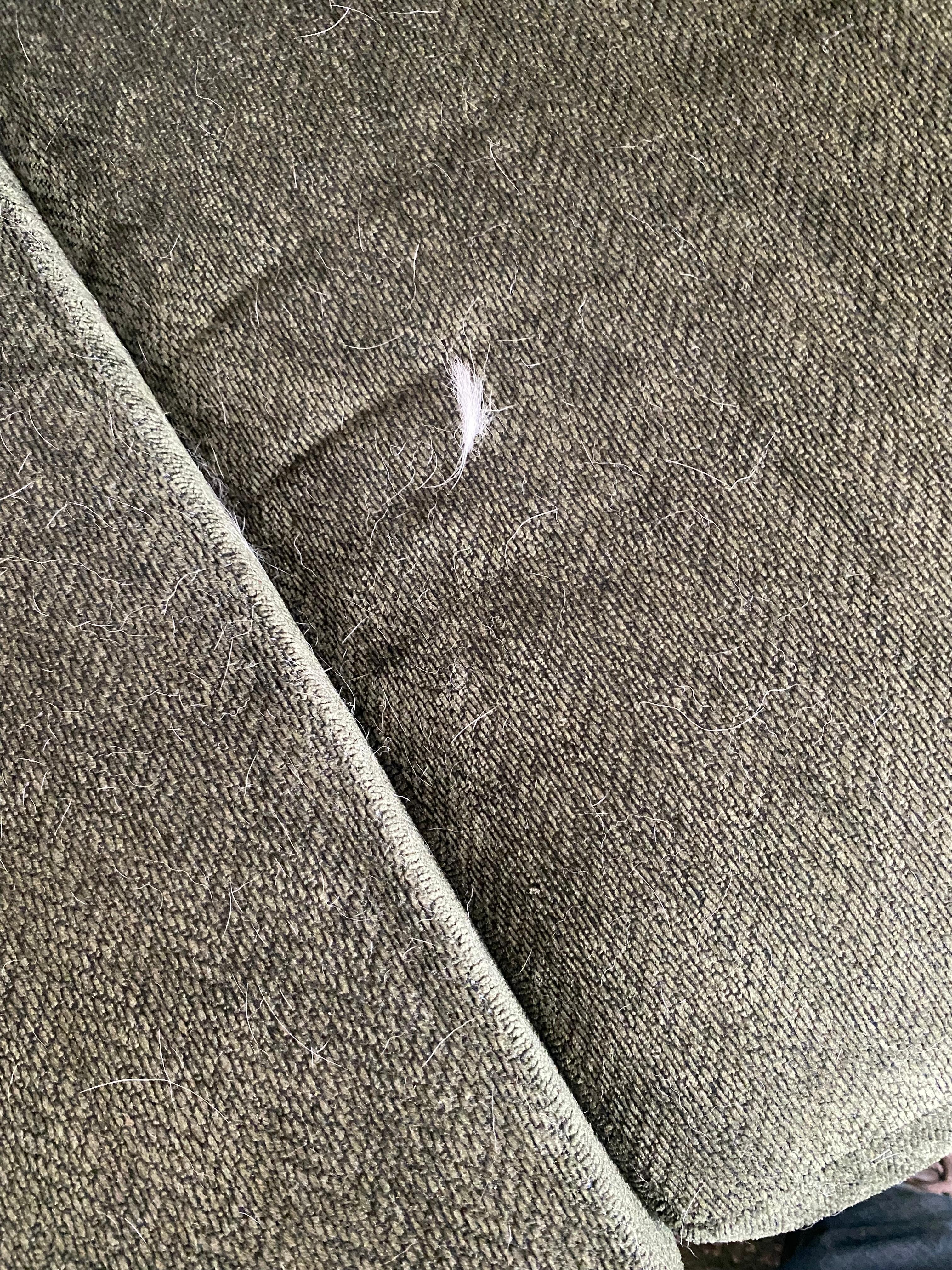 Dog hair on sofa
