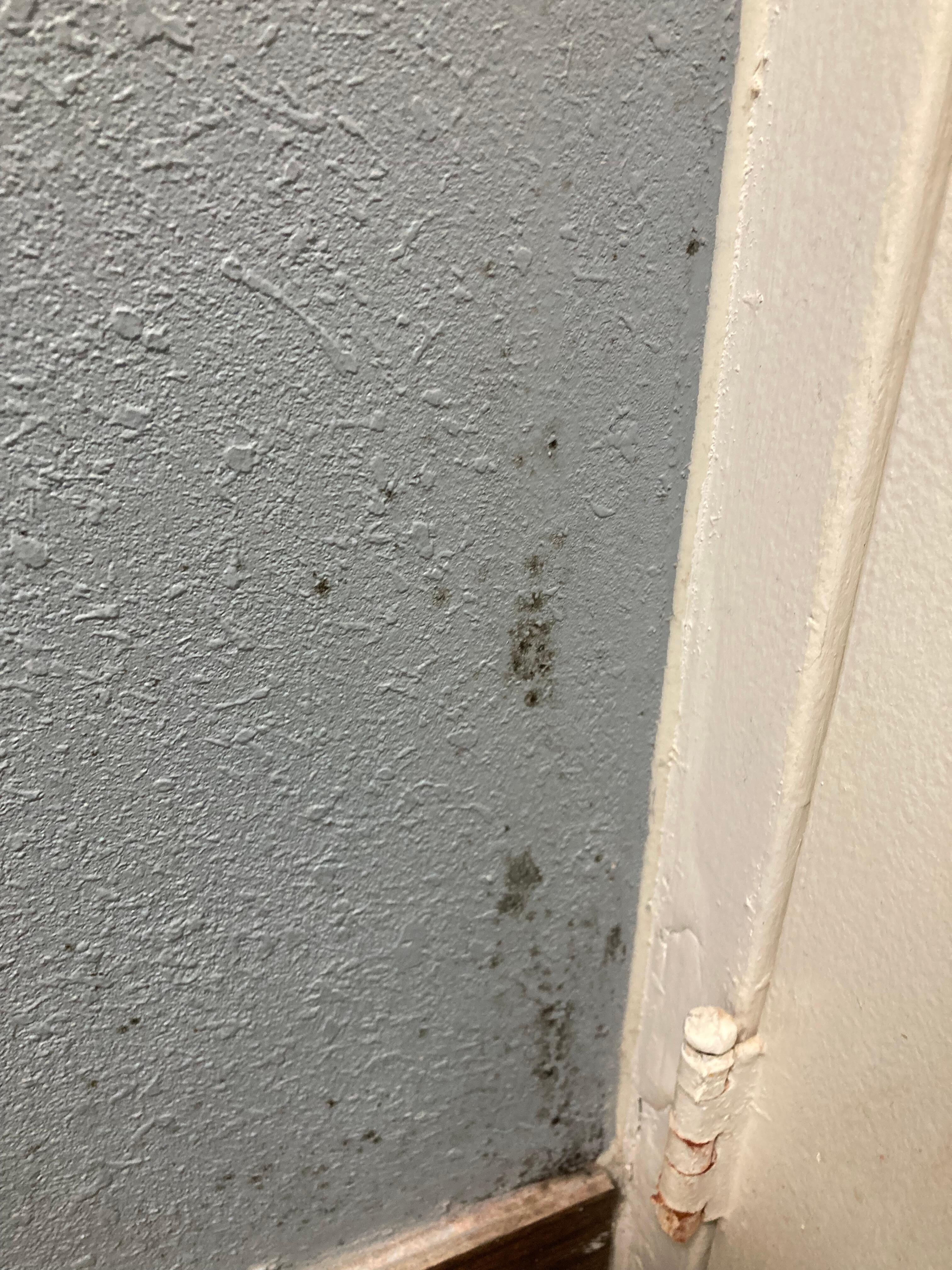 Black mold