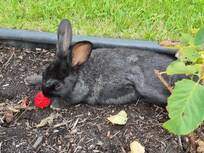 Garden wildlife