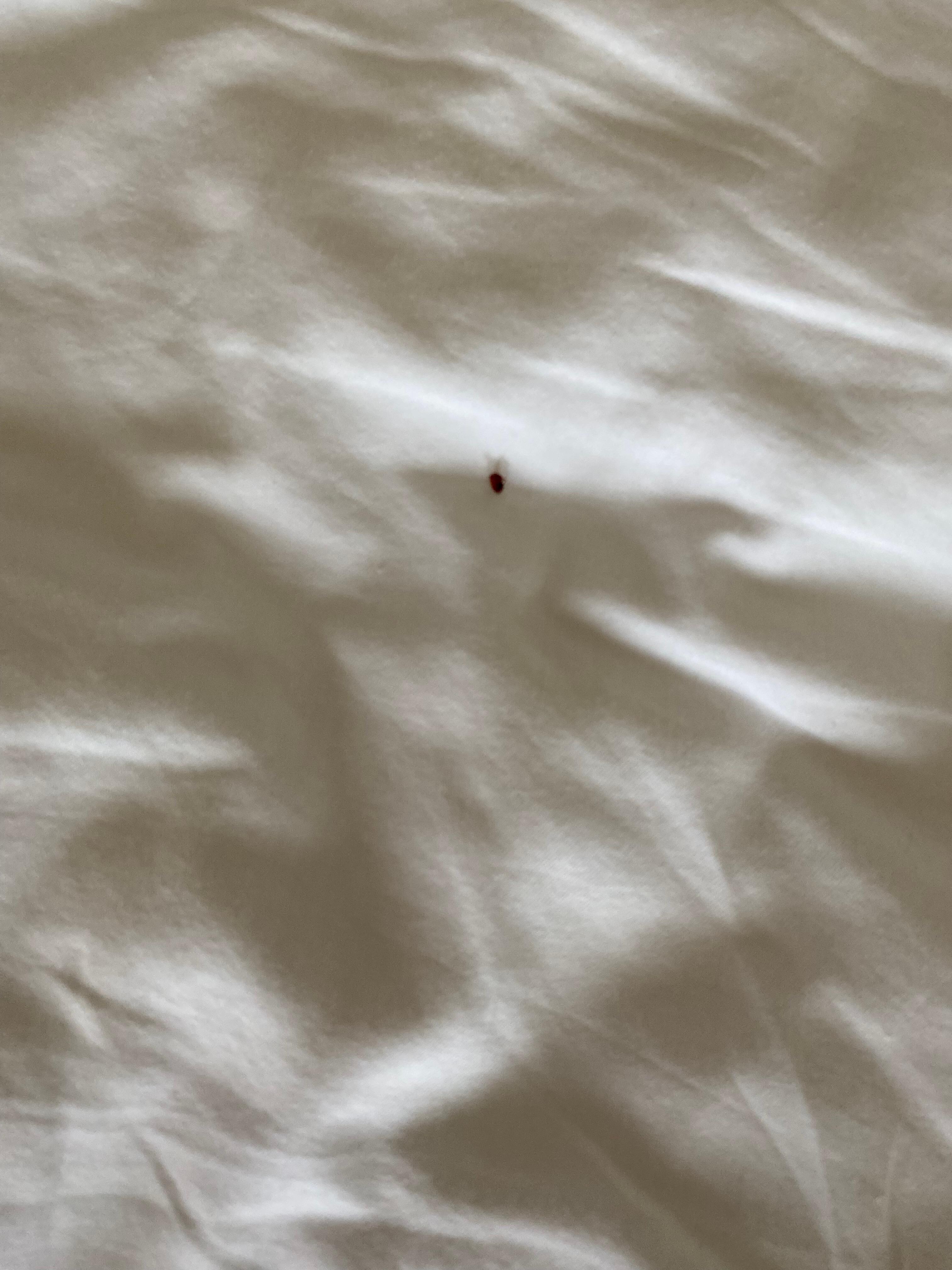 Bed bug on sheets