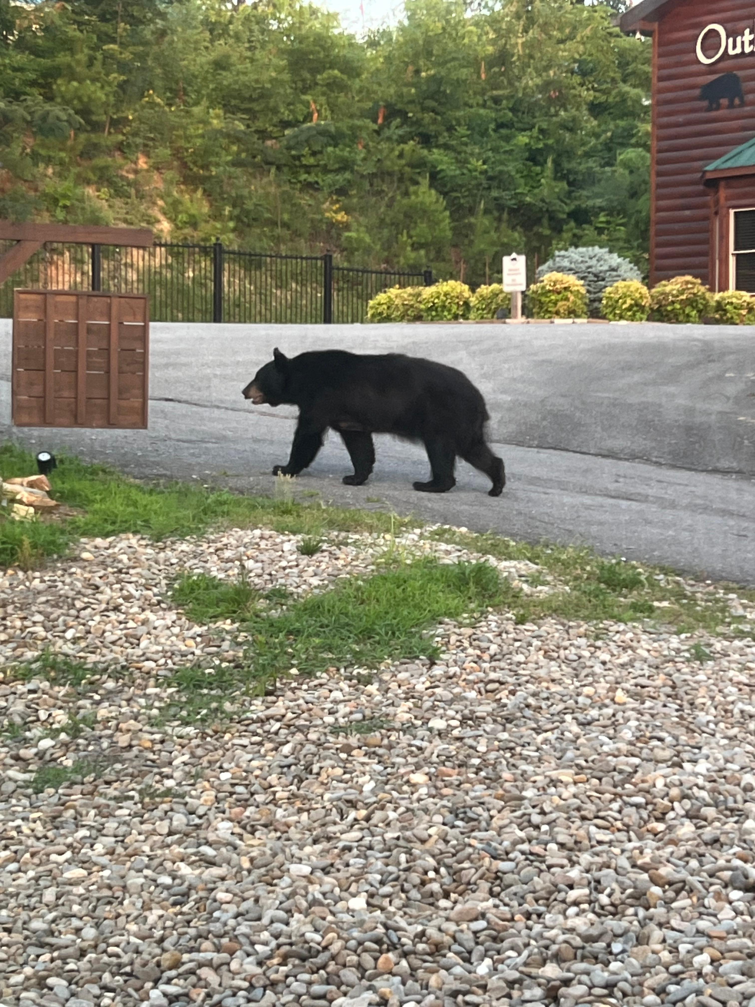 Bear sighting 