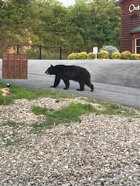 Bear sighting