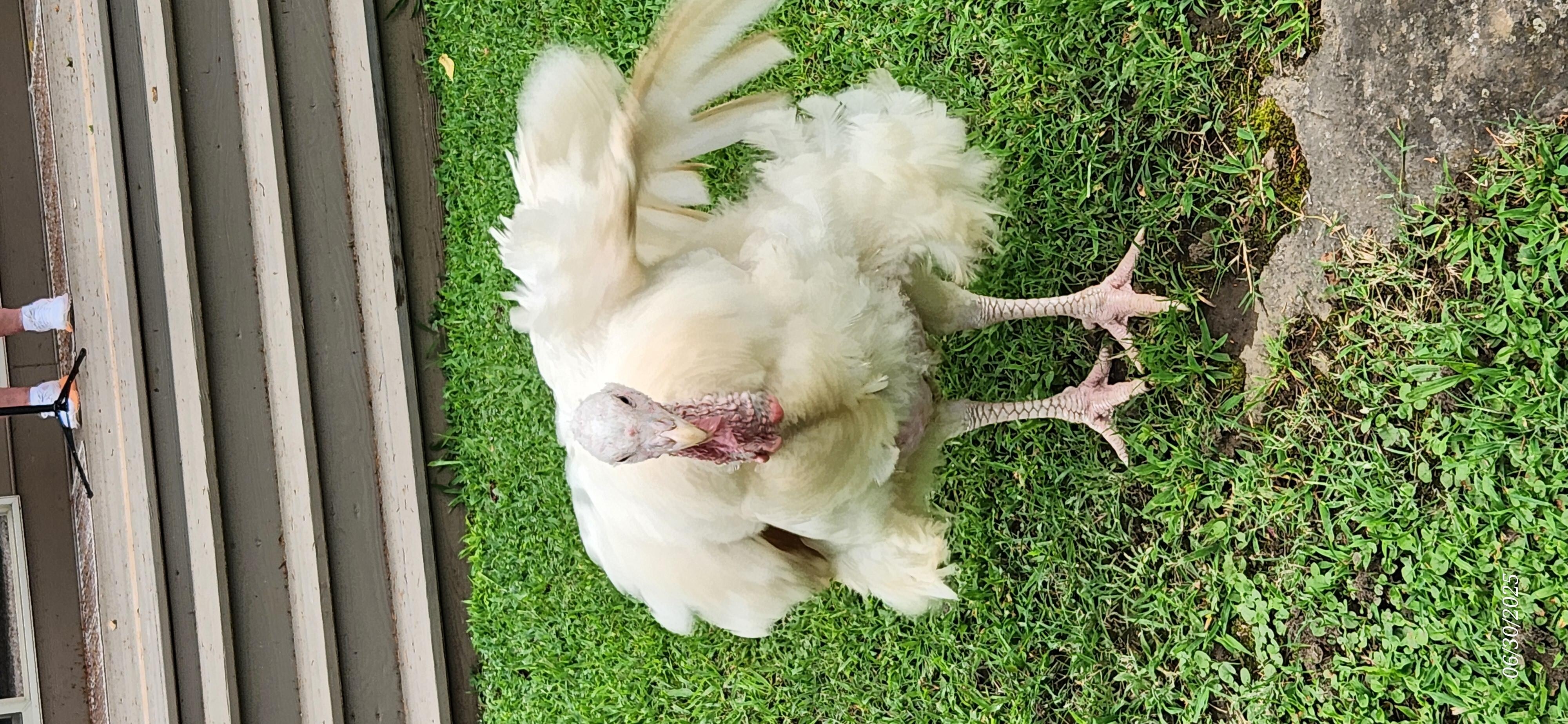 Friendly turkey