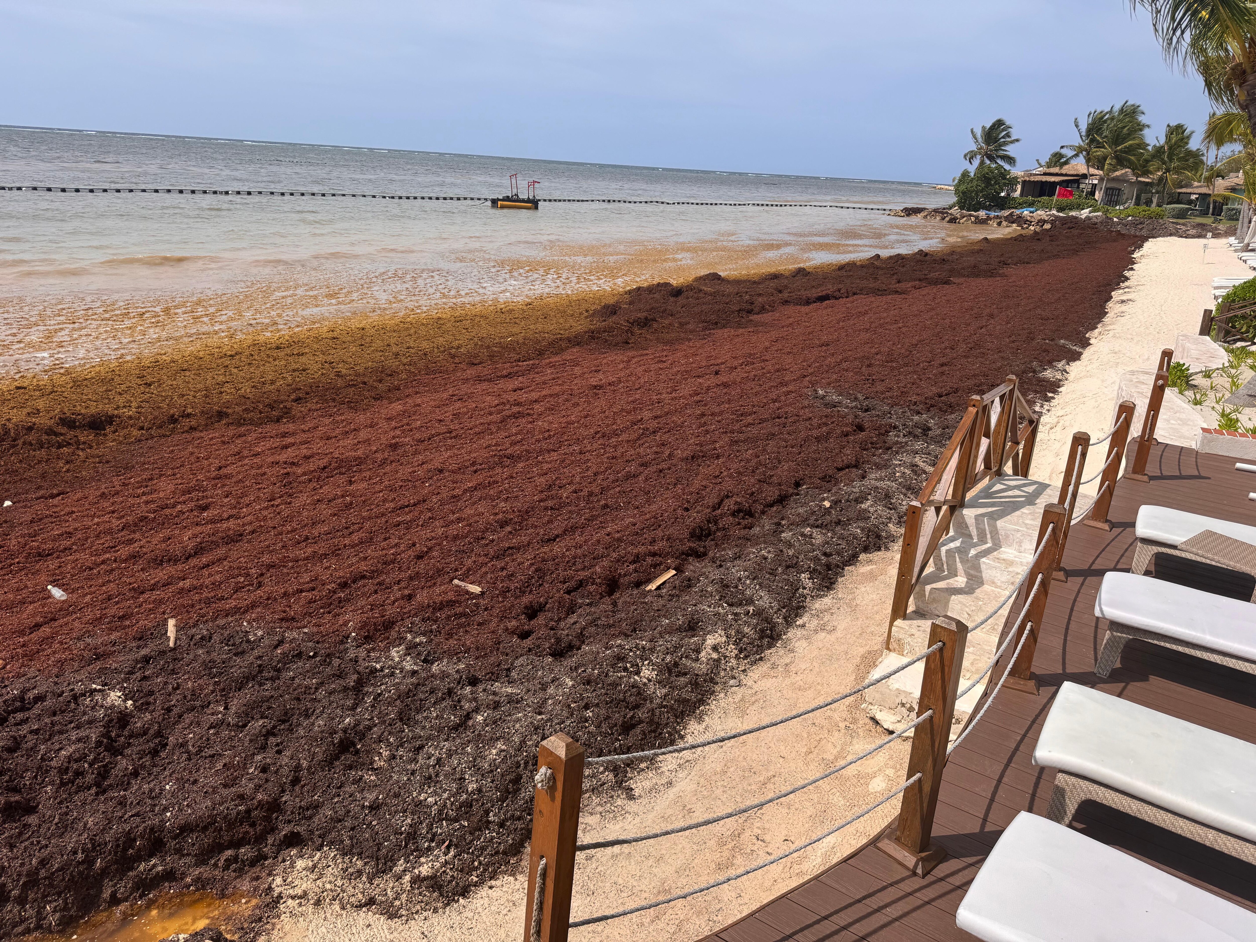 Picture of unsafe beach with seaweed 