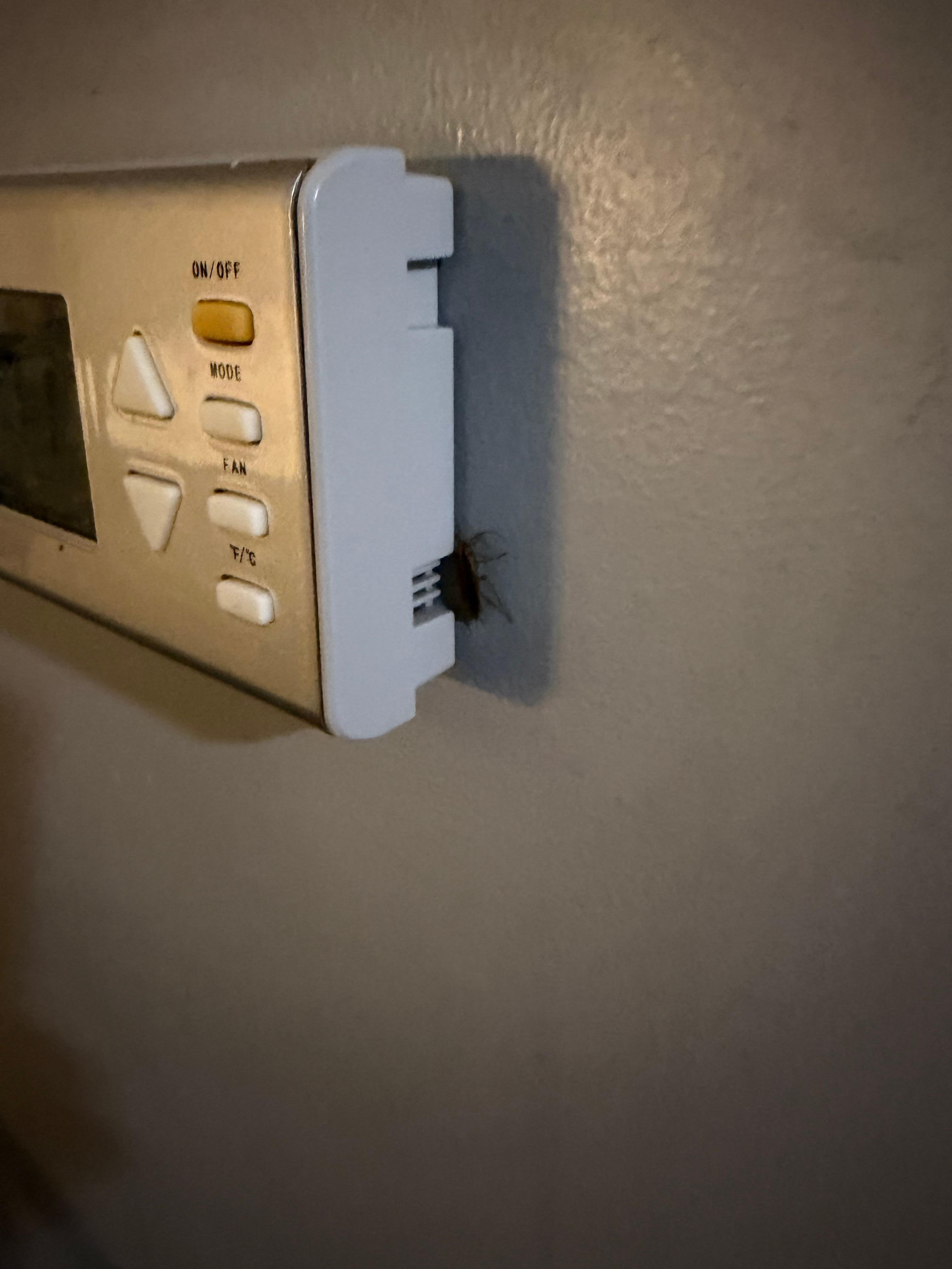 First one spotted upon adjusting room temperature. 