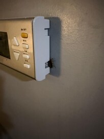 First one spotted upon adjusting room temperature.