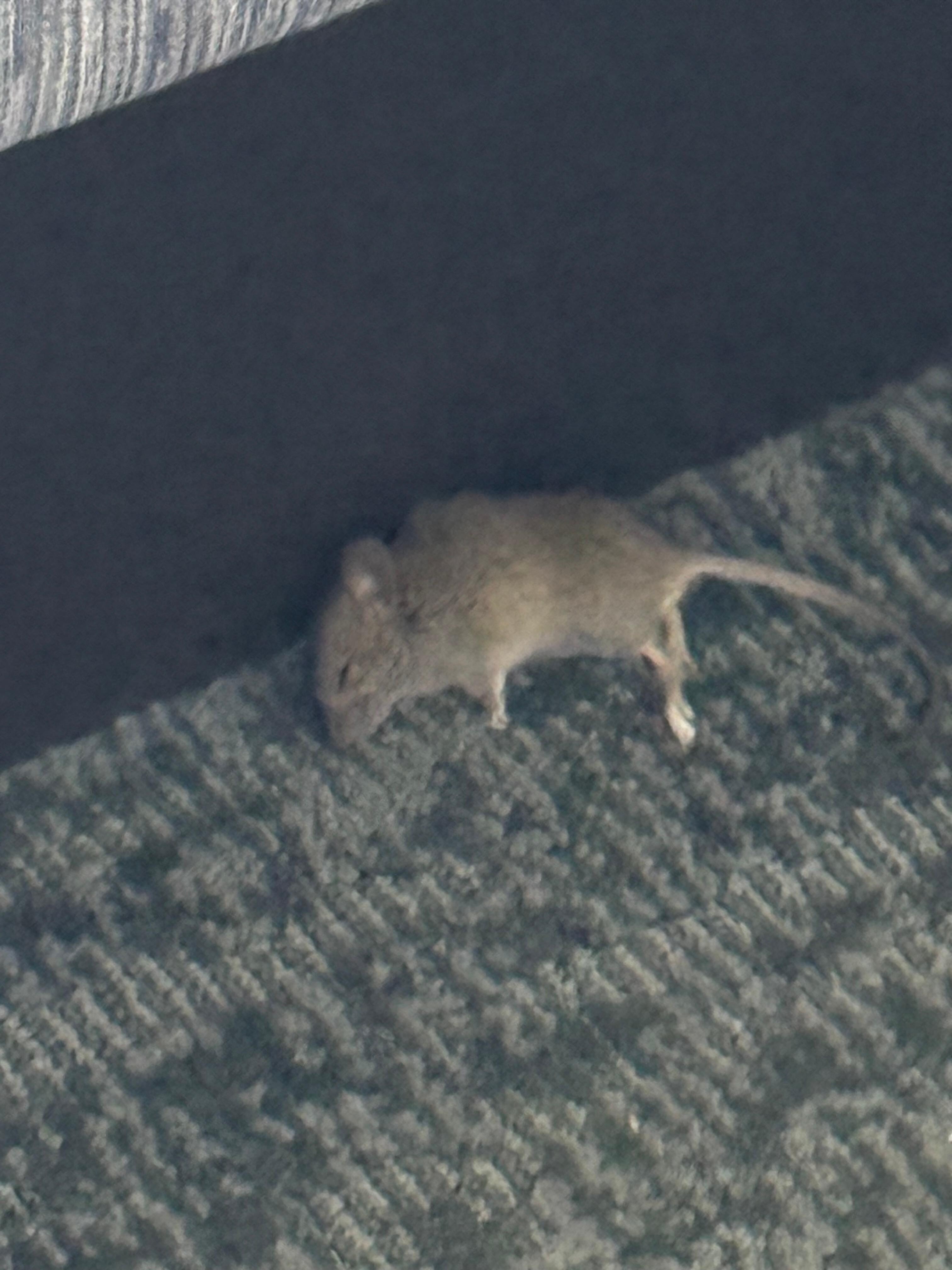 A dead rat under my bed disgusting ewww🤢🤮