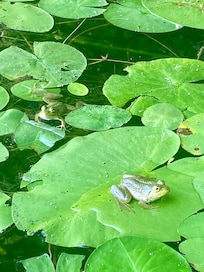 Frog watching was a highlight EVERYWHERE! 😍
