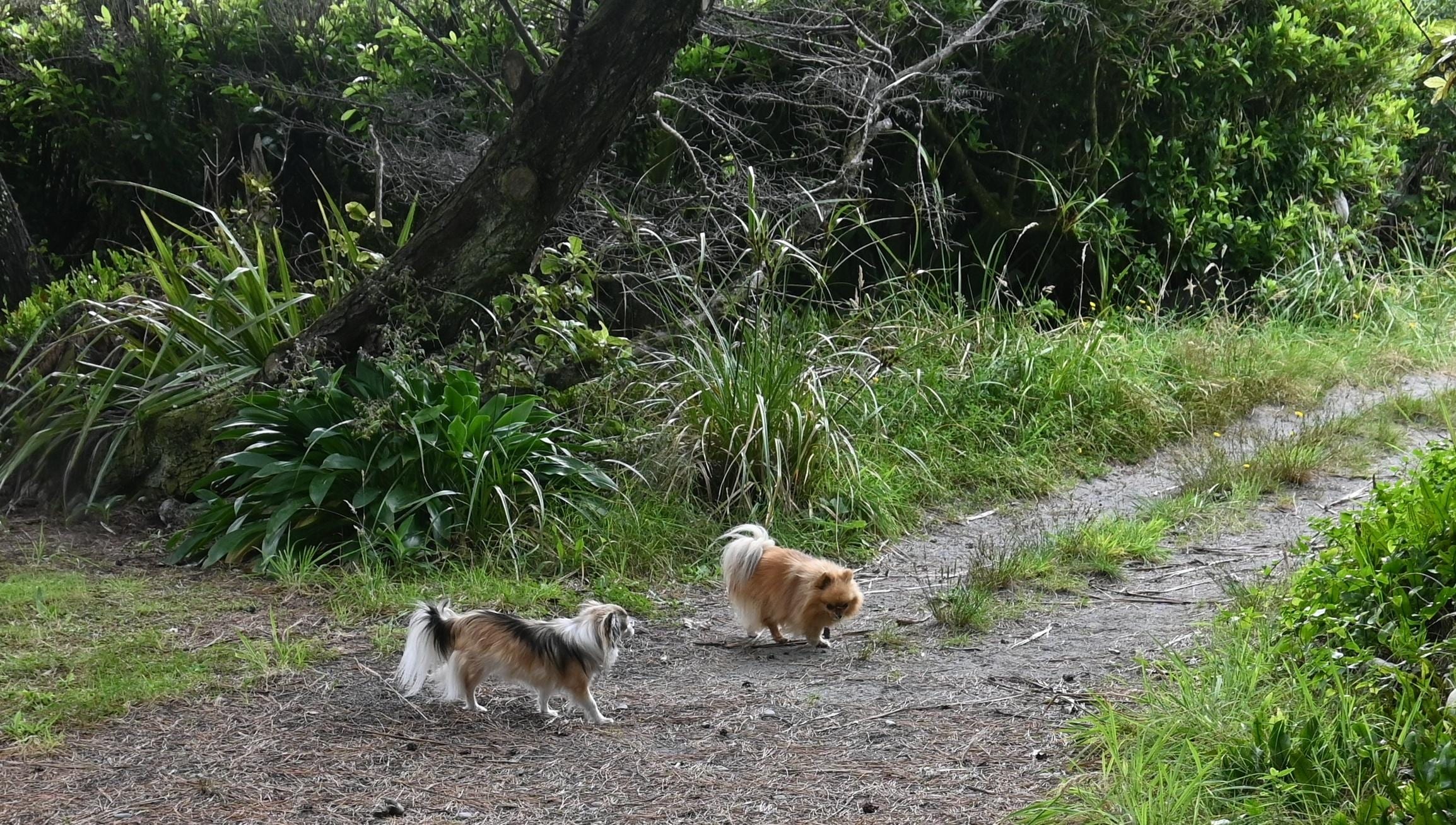 Path to the beach and my dogs