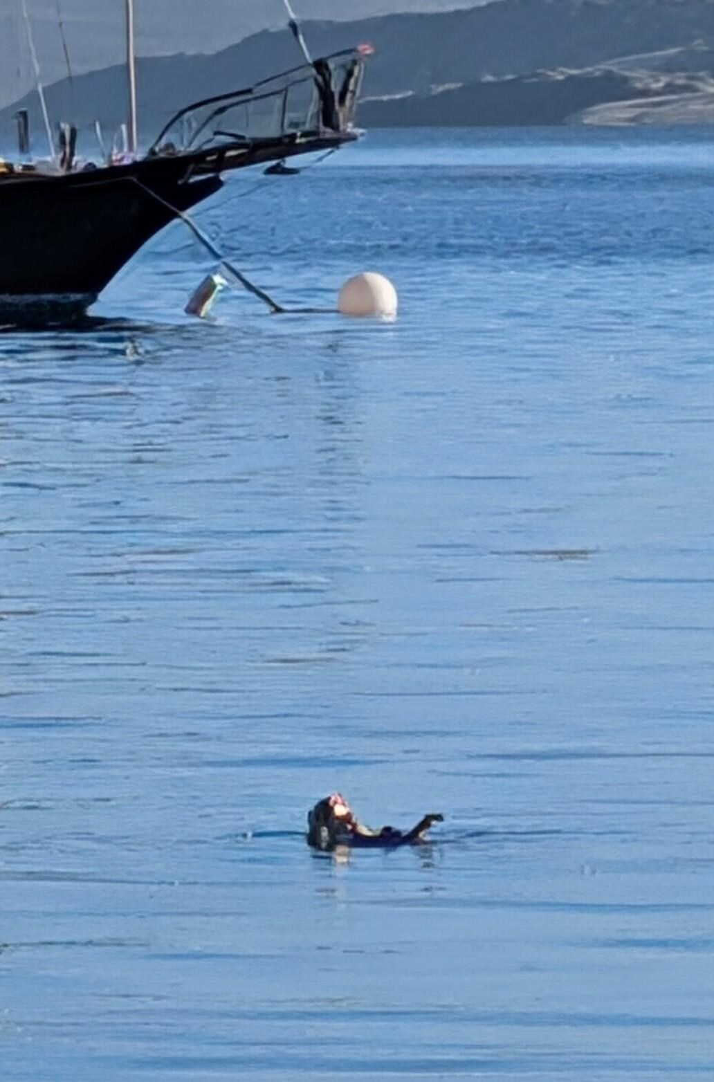 Daily visit from the otter(s)