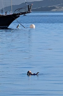 Daily visit from the otter(s)