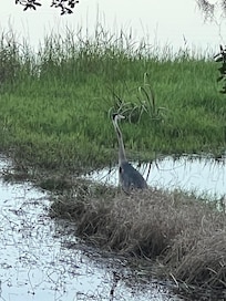 Flora and fawna, and we did see deer, fish jumping, a turtle…