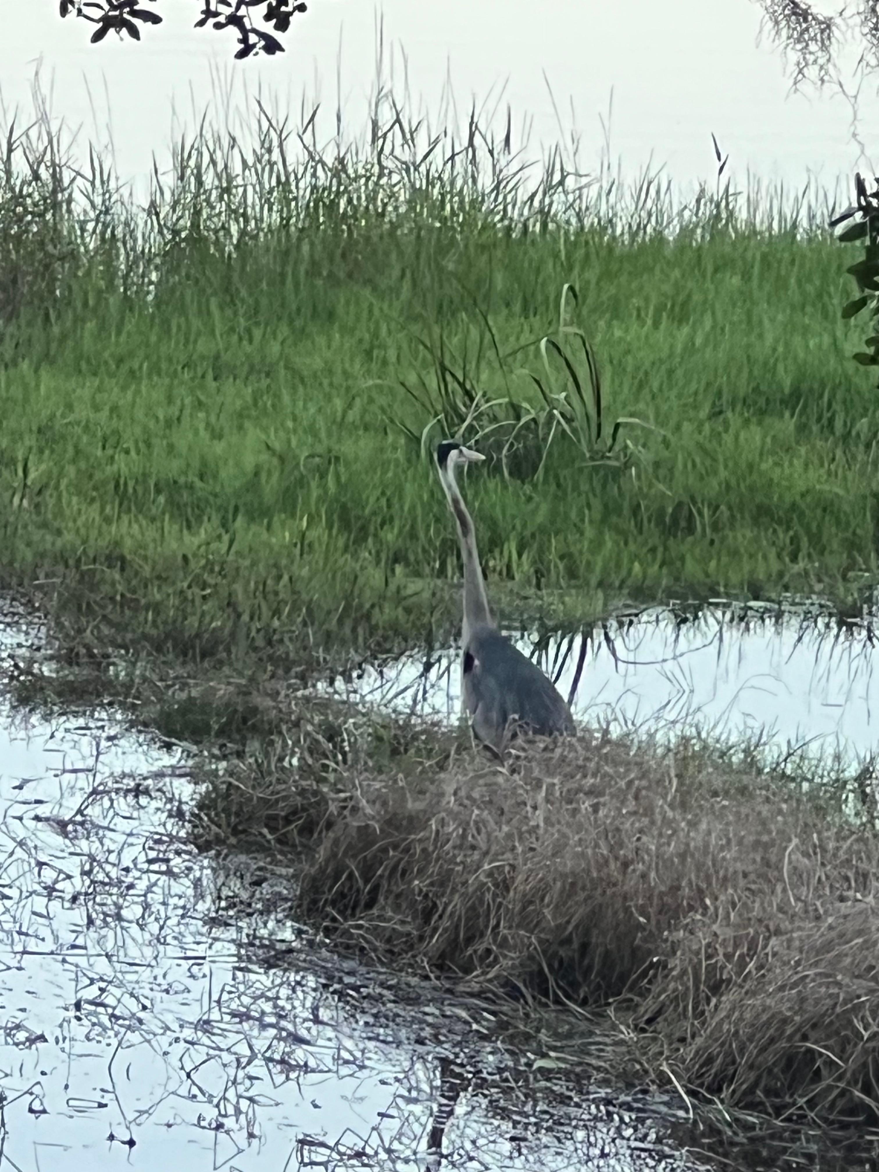 Flora and fawna, and we did see deer, fish jumping, a turtle…