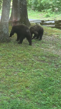 These guys actually stole a bag of dog treats from inside our camper van.