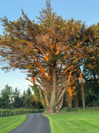A magnificent tree on Belmont House property.