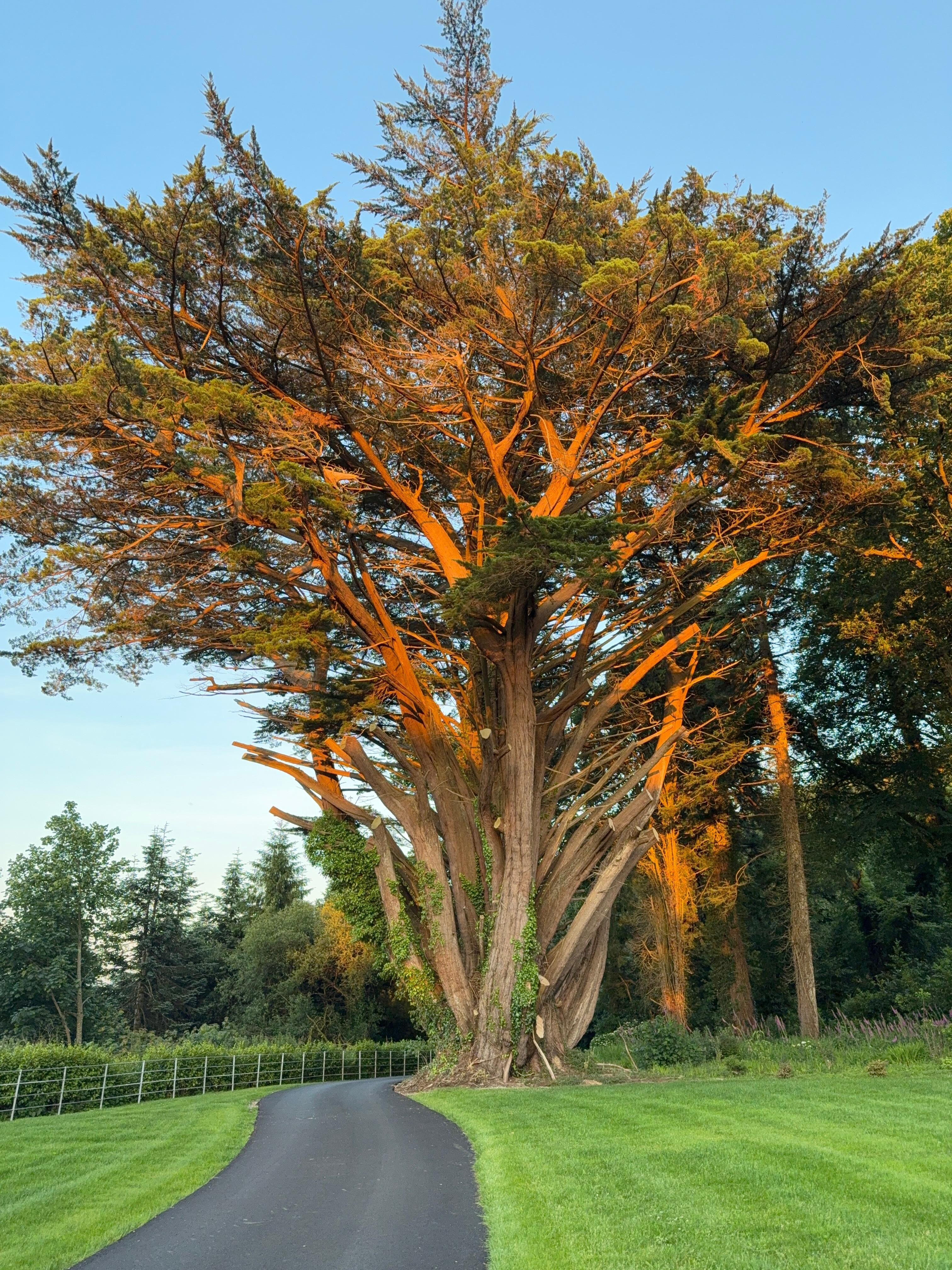 A magnificent tree on Belmont House property.