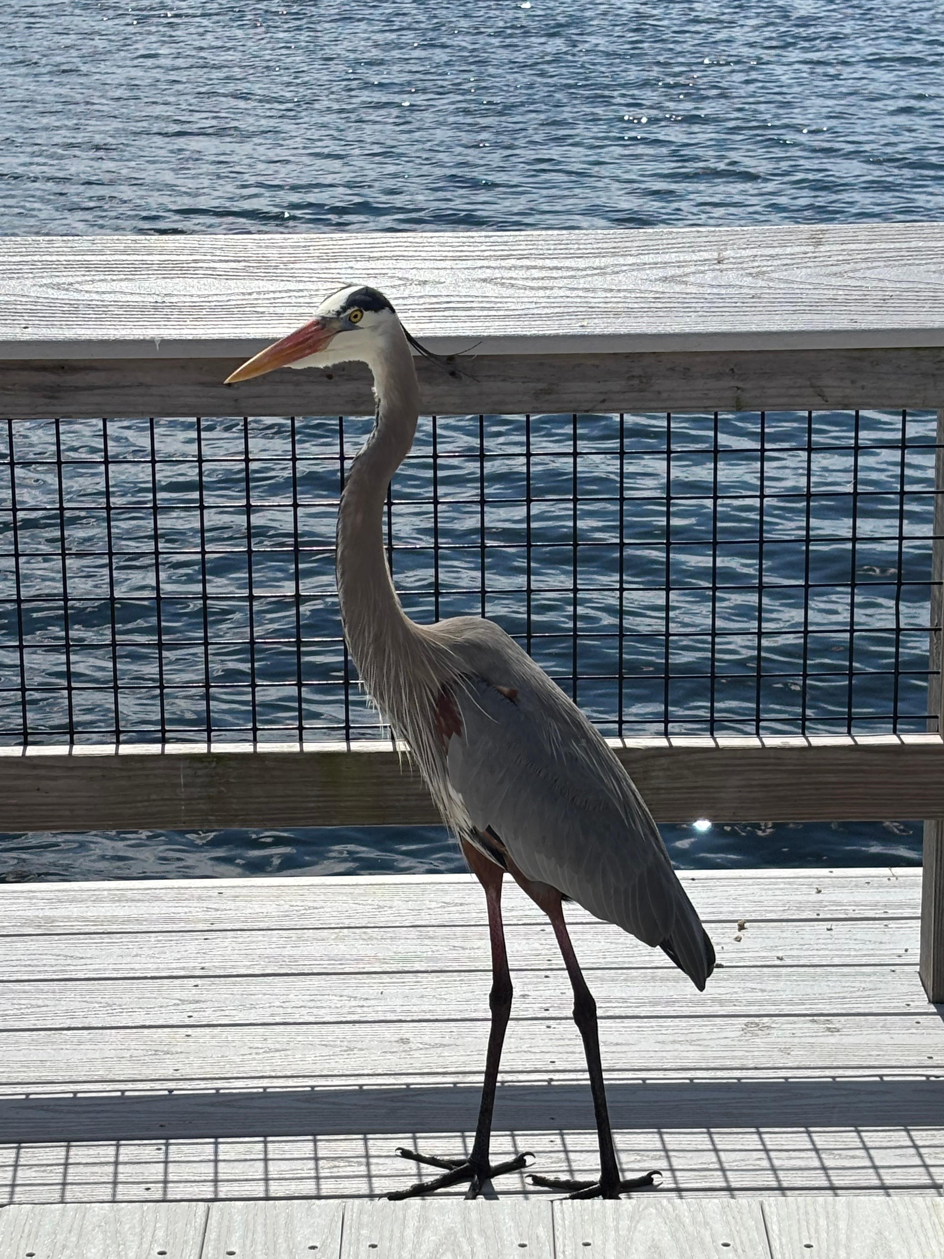 Great blue heron on the pier at Camp Helen State Park
