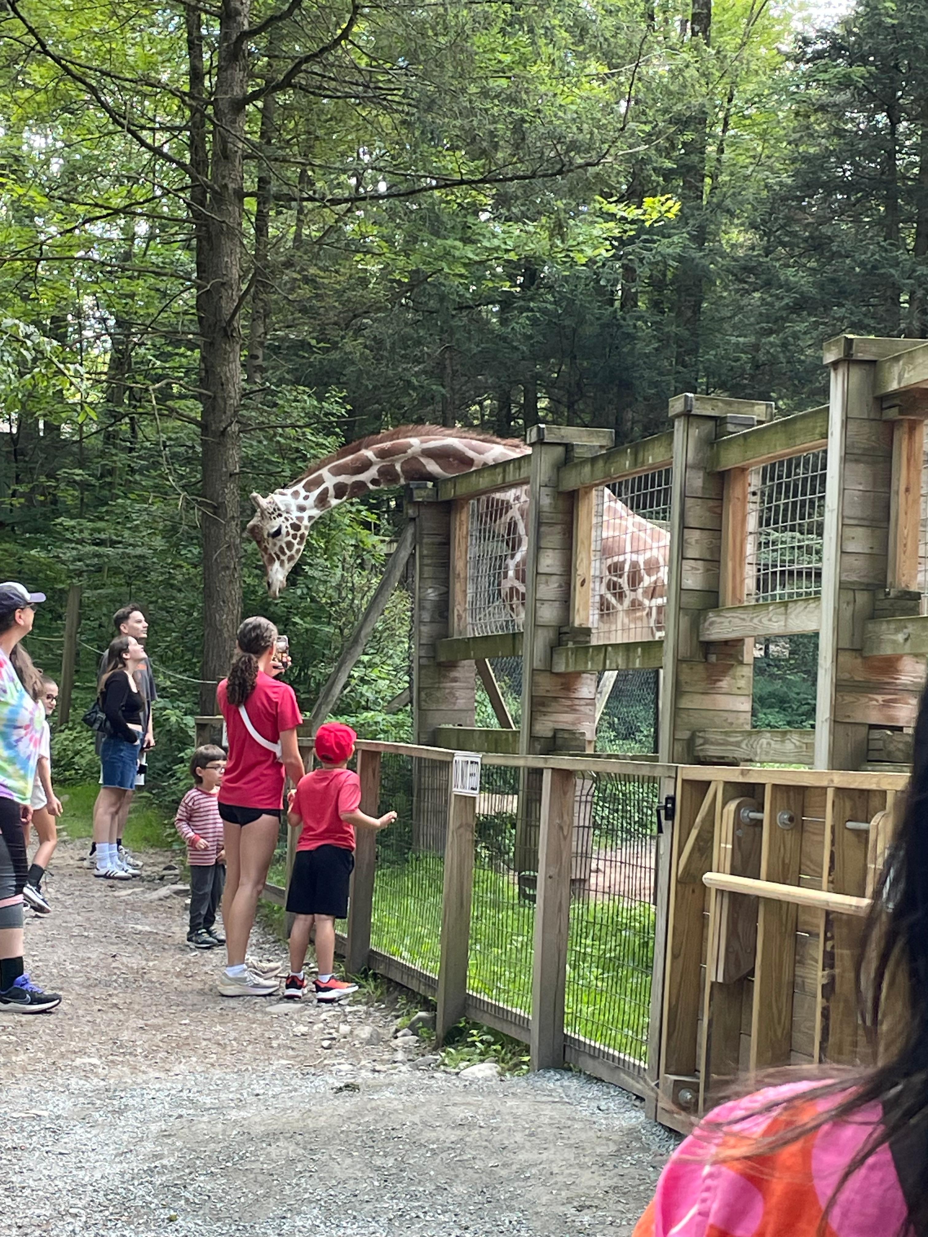 Feeding giraffe so much fun!!!