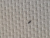 Bed Mattress