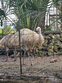 Kayaking by the neighbors.