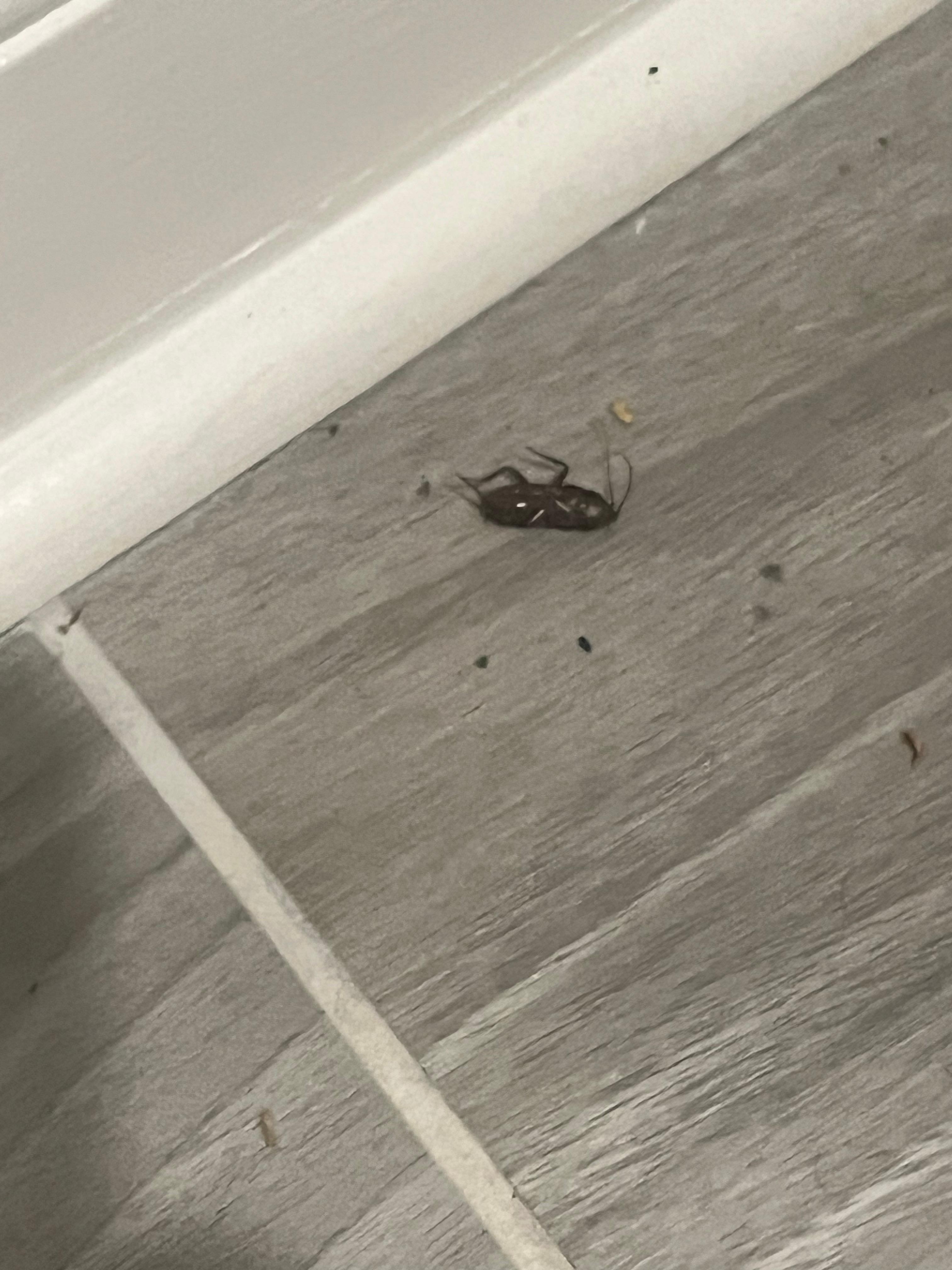 Roach in the unit