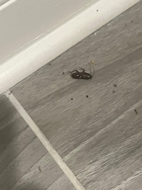Roach in the unit