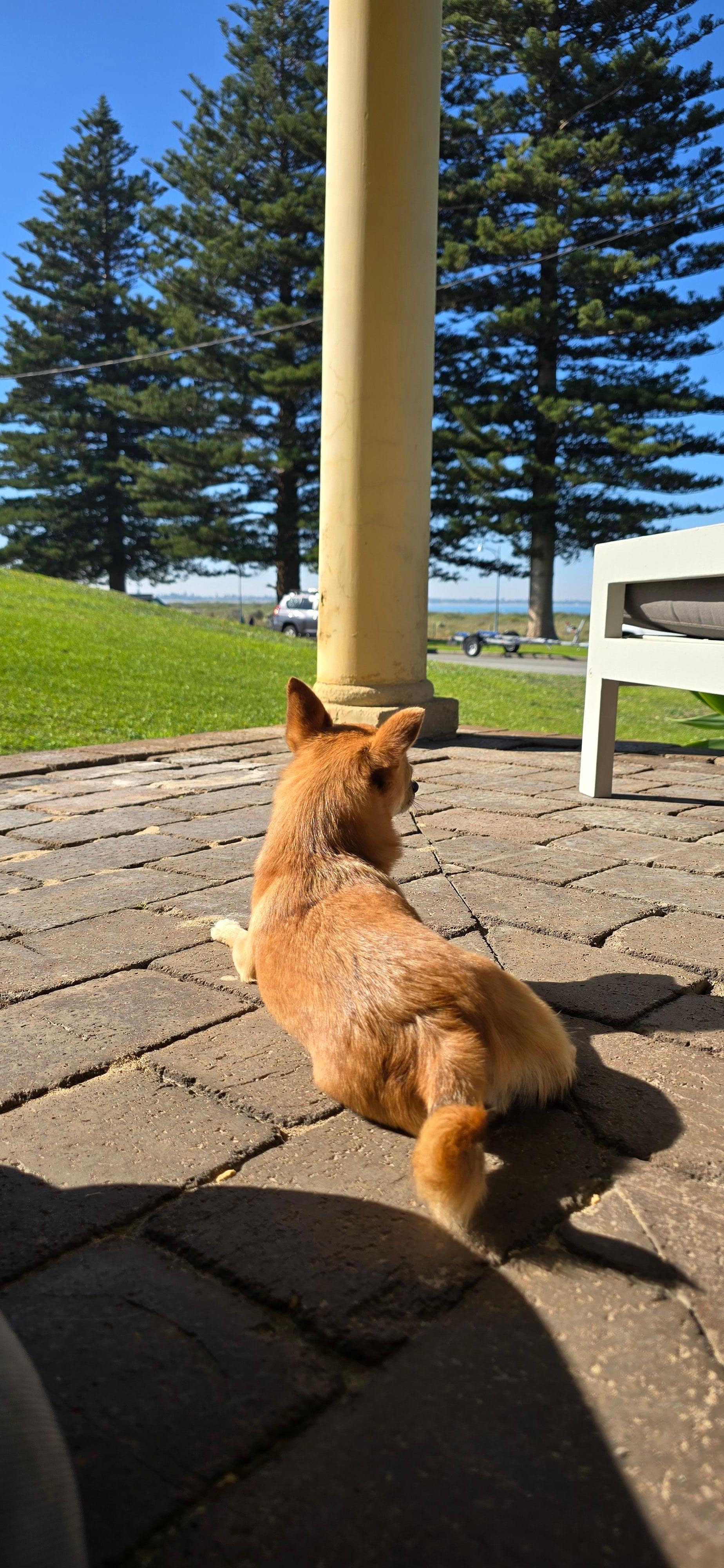 Pooch enjoying the morning sun. 