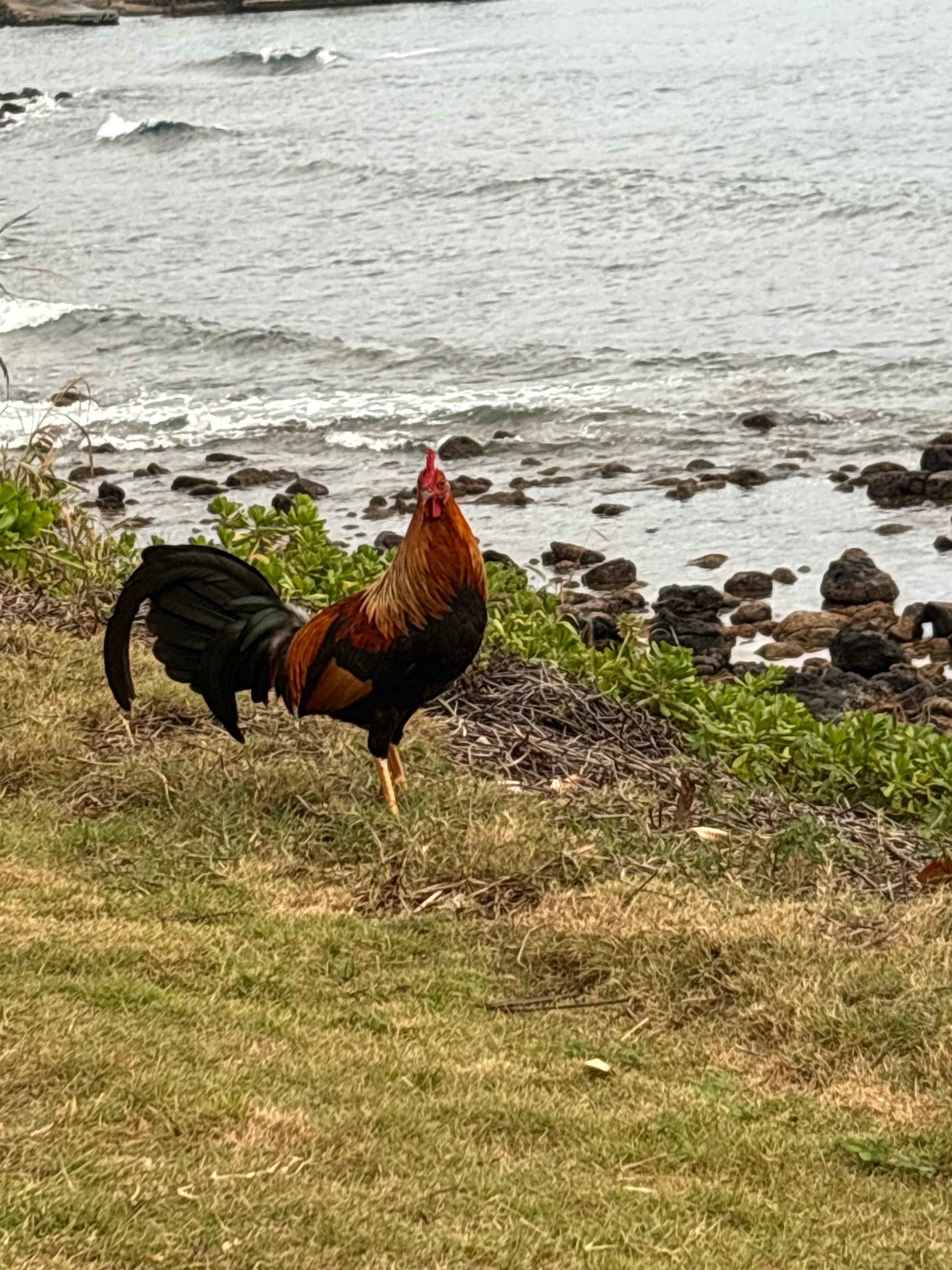 Saw this guy plus lots of others every day!