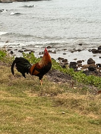 Saw this guy plus lots of others every day!