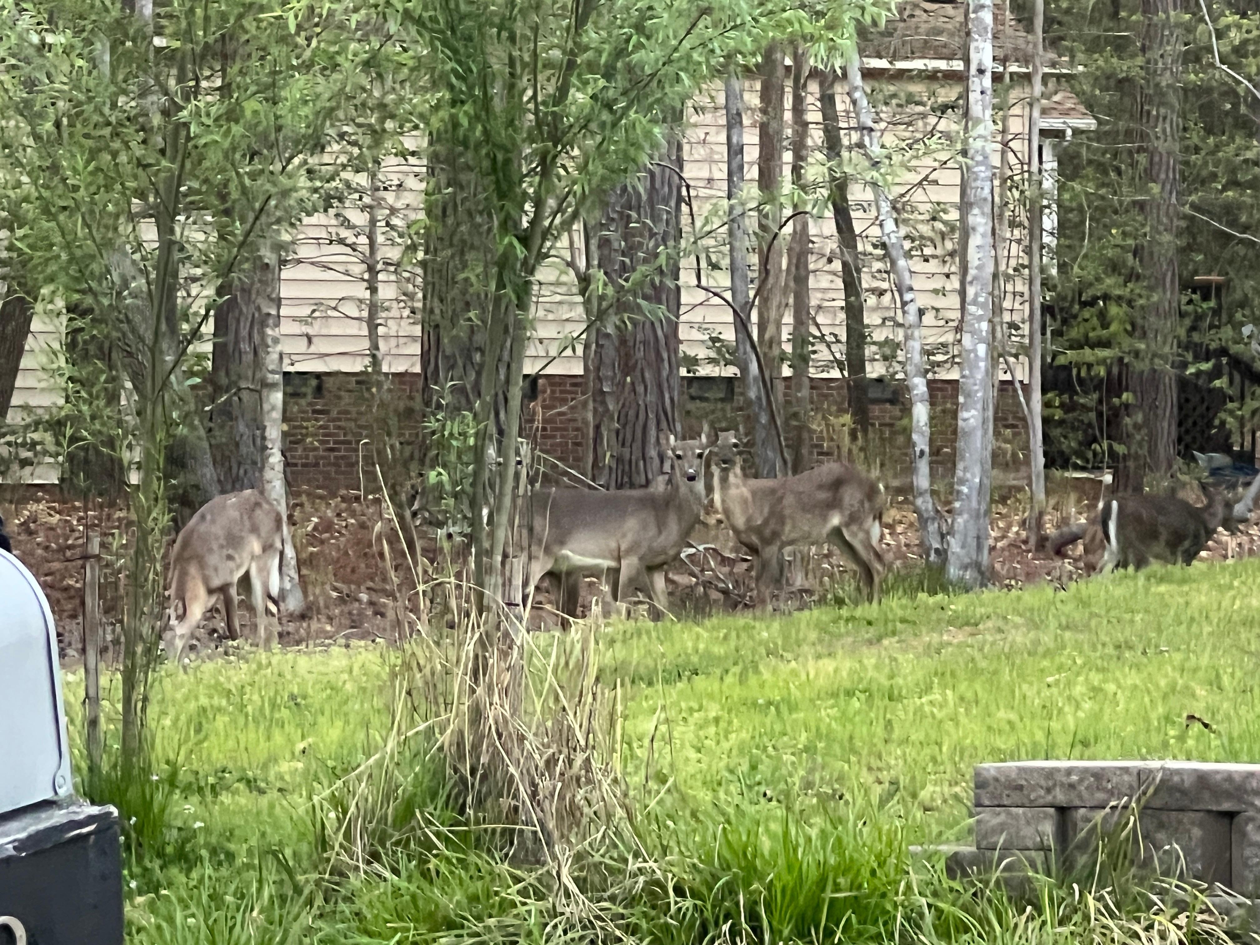 We even saw deer around